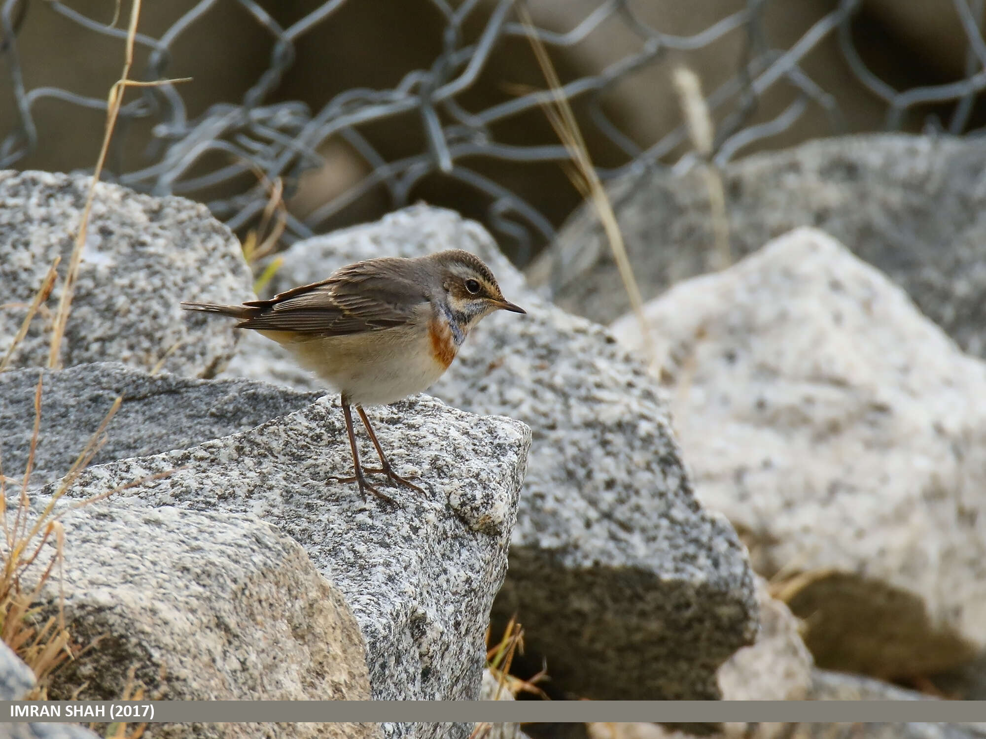 Image of Bluethroat