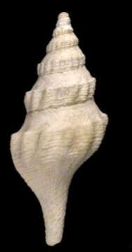 Image of Mangelia martensi (Strebel 1905)