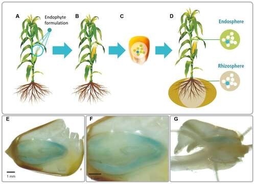 Image of Bacteria