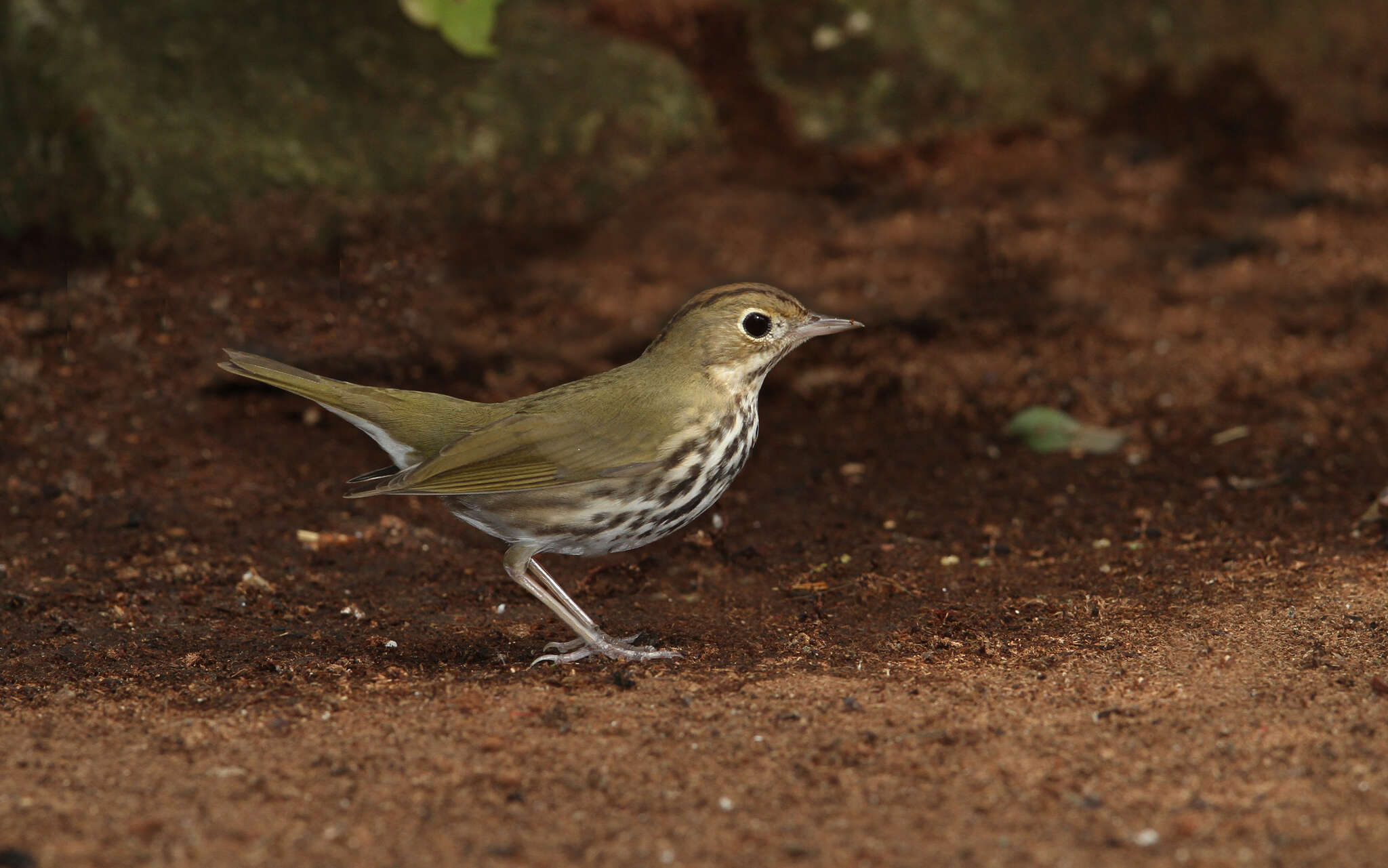 Image of Seiurus Swainson 1827