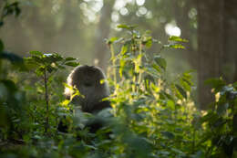 Image of Lion-tailed Macaque