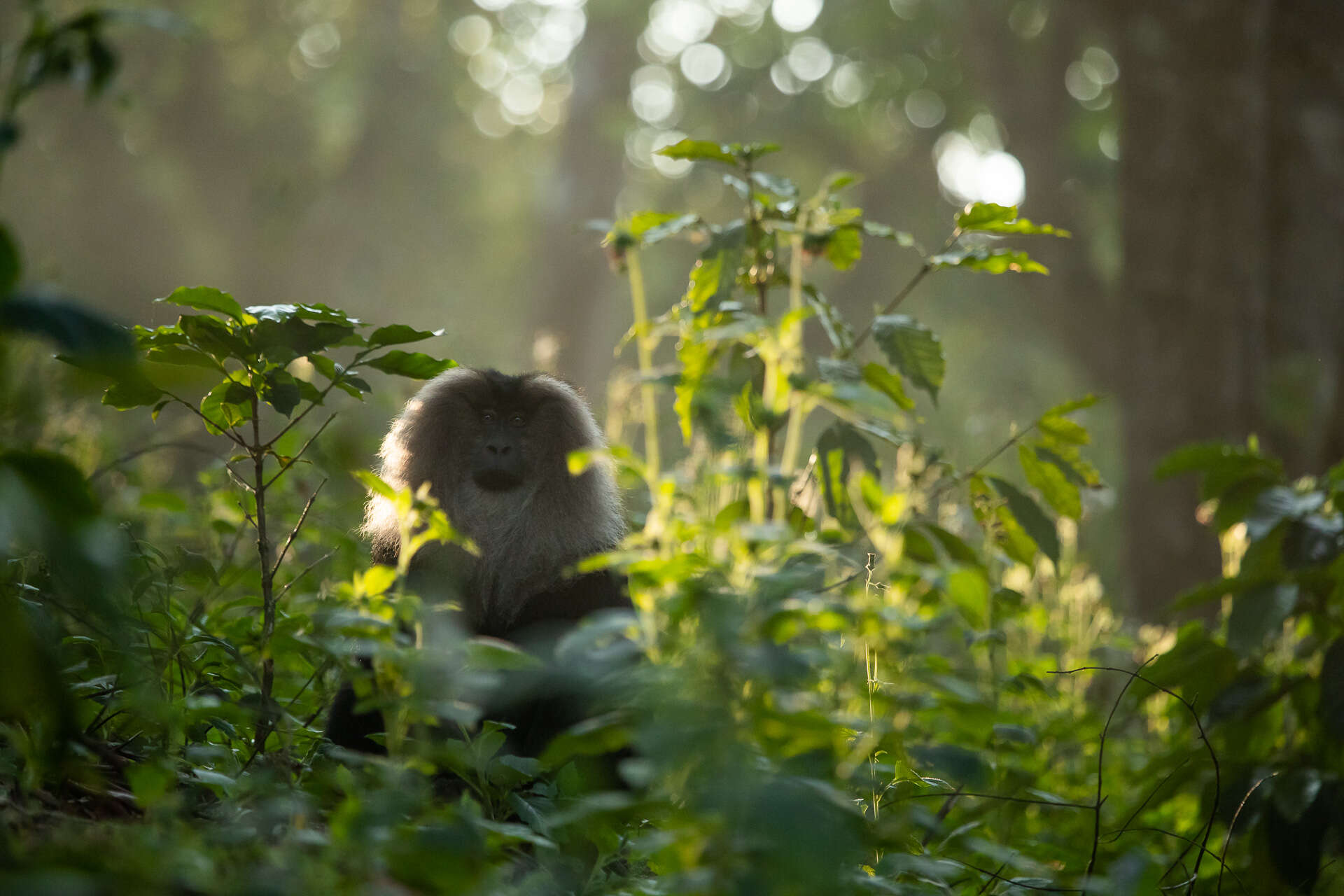 Image of Lion-tailed Macaque