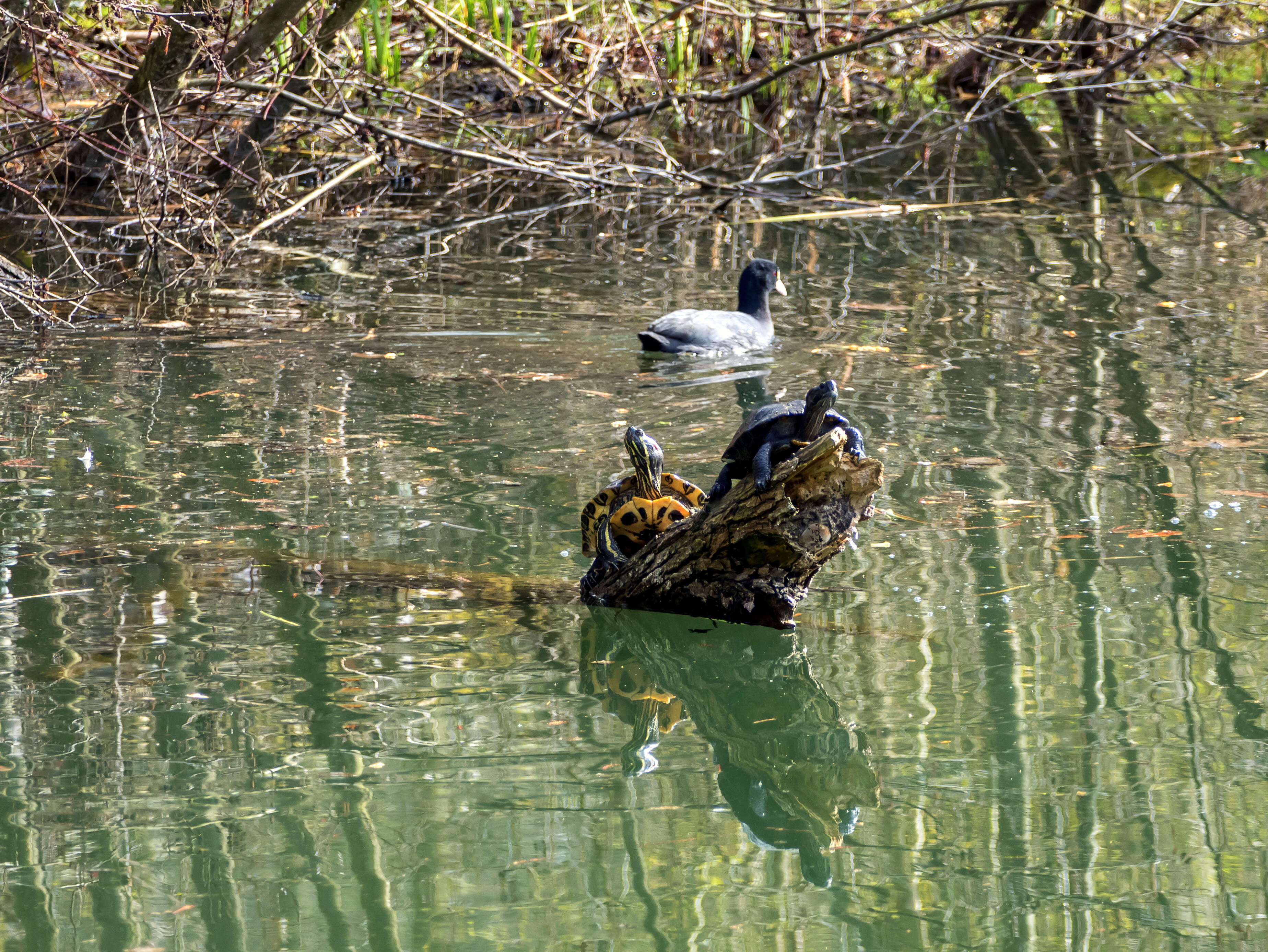 Image of slider turtle, red-eared terrapin, red-eared slider