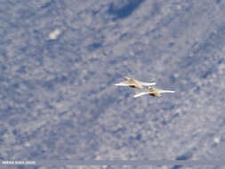 Image of Himalayan Snowcock