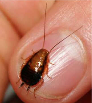 Image of Small Yellow Texas Cockroach