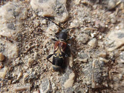 Image of grey-coated longhorn beetle