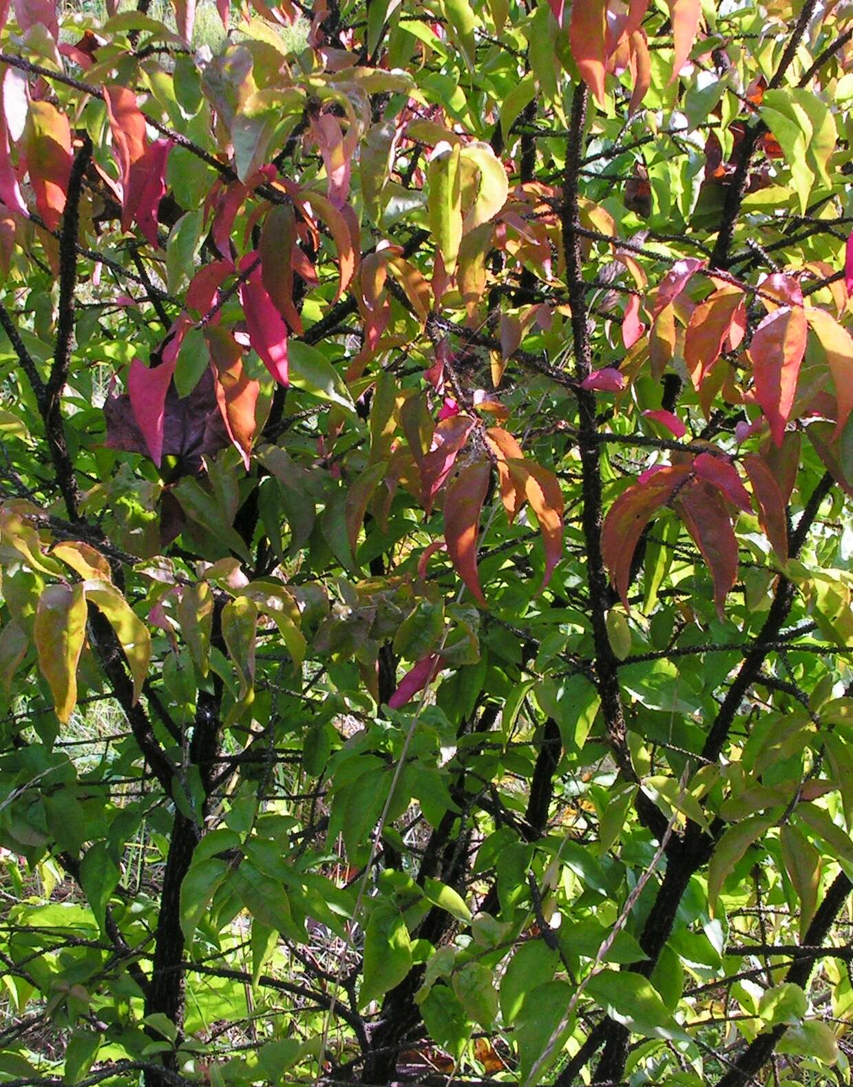 Image de Euonymus verrucosus Scop.