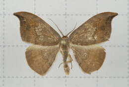 Image of Agnidra scabiosa Butler 1877