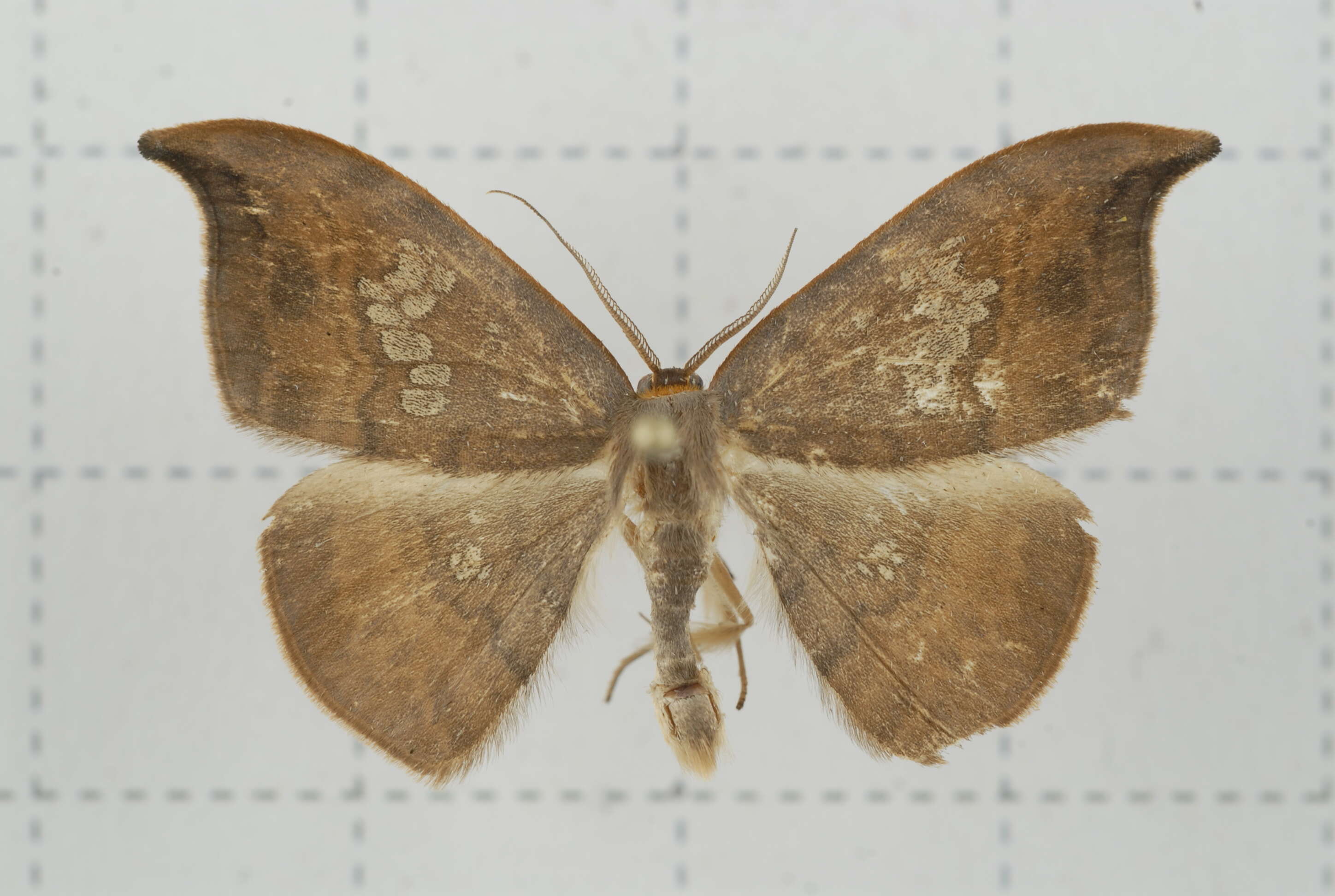 Image of Agnidra scabiosa Butler 1877