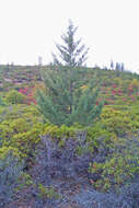 Image of Baker Cypress