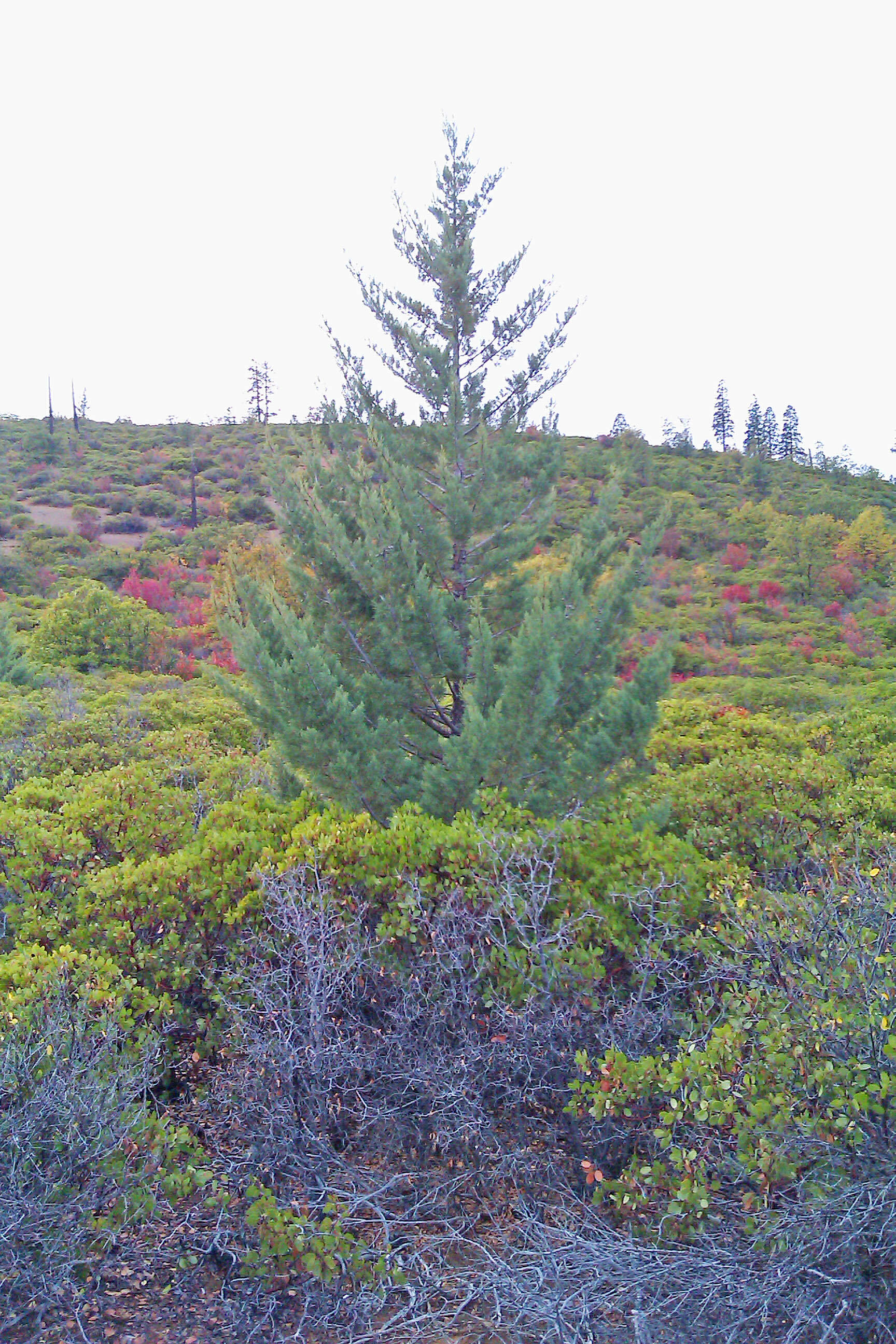 Image of Baker Cypress