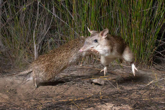 Image of Long-nosed Bandicoot