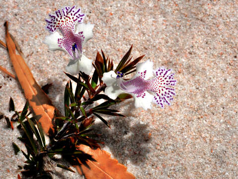 Image of Hemiandra pungens R. Br.