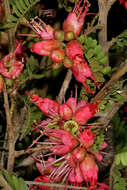 Image of Hottentot's Bean