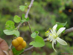 Image of Small-leaved white raisin