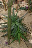 Image of Aloe jucunda Reynolds