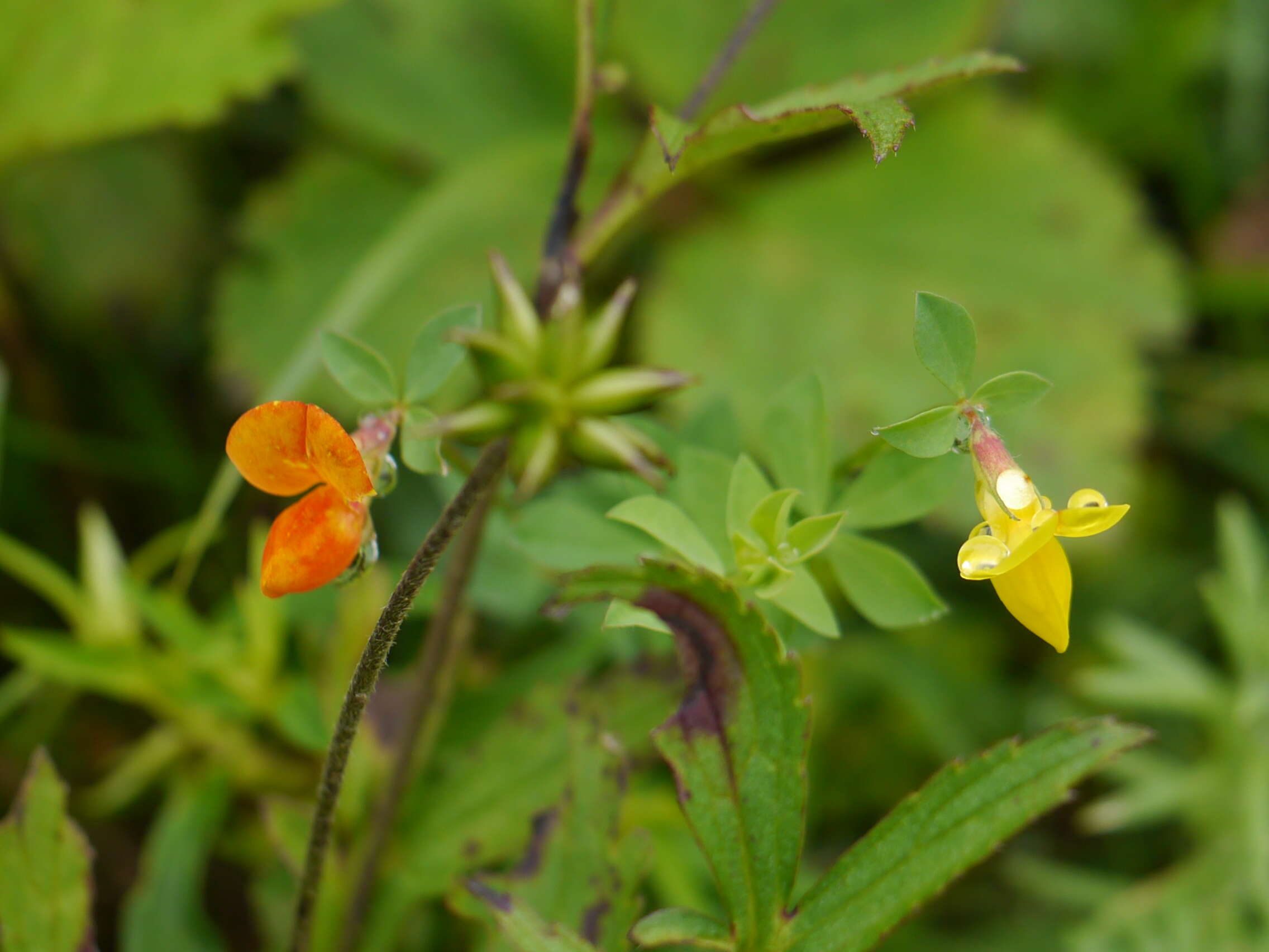 Image of Common Bird's-foot-trefoil