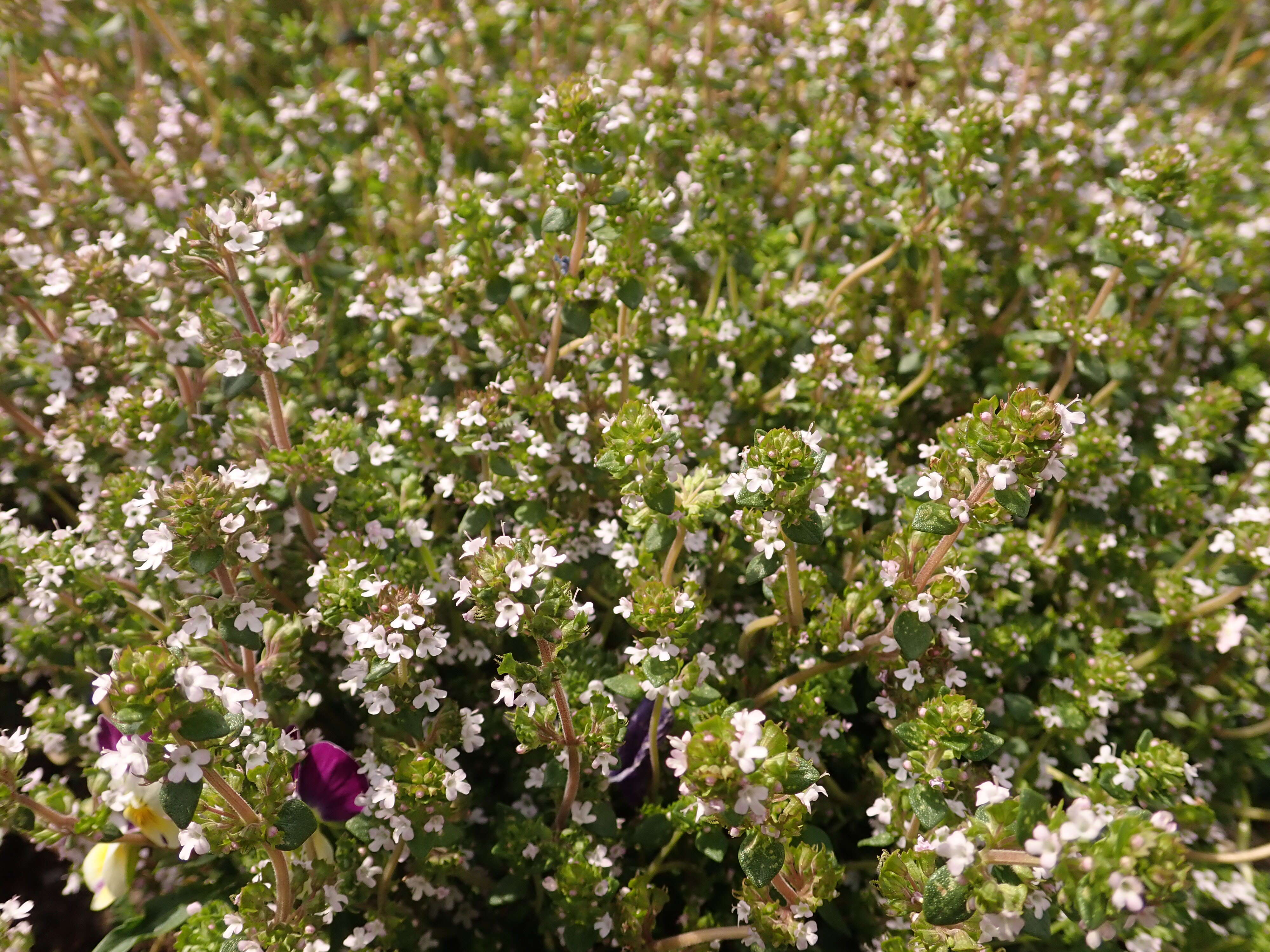 Image of Common Thyme