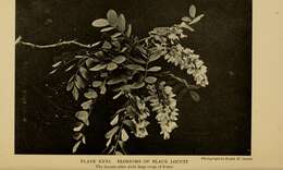 Image of black locust