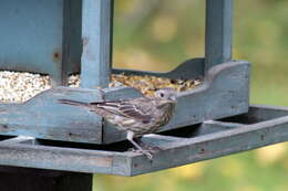 Image of Purple Finch