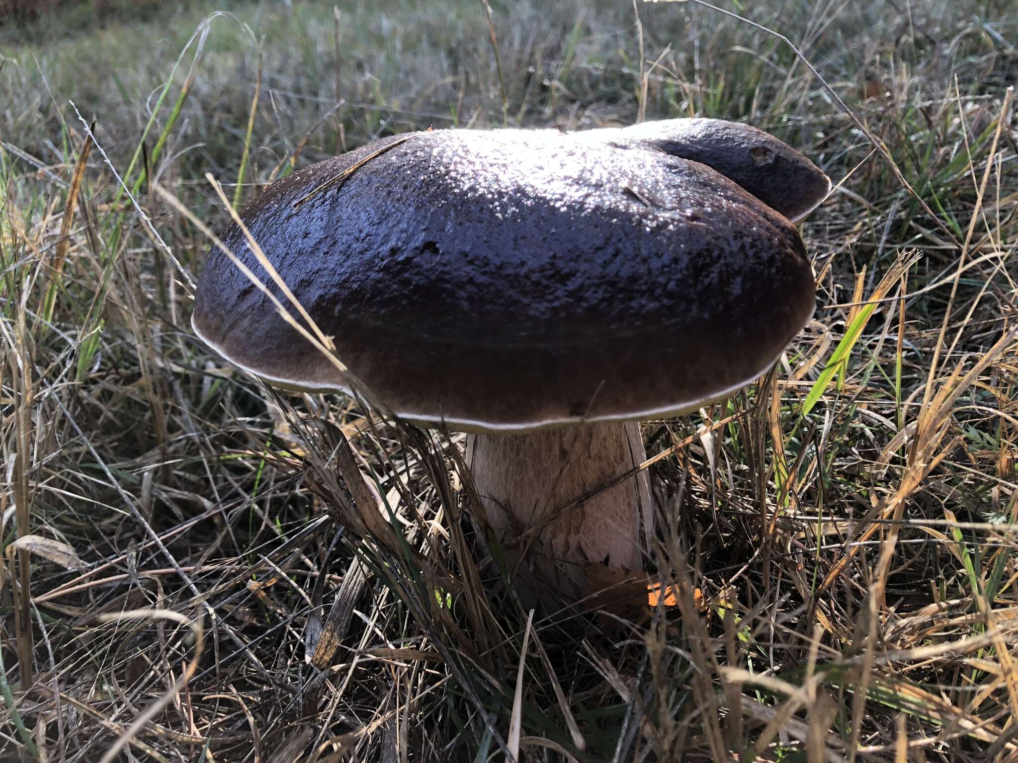 Image of Boletus aereus Bull. 1789