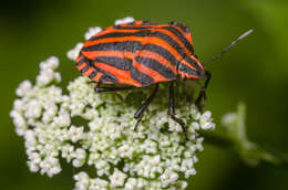 Image of <i>Graphosoma italicum</i>