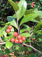 Plancia ëd Aronia arbutifolia (L.) Pers.