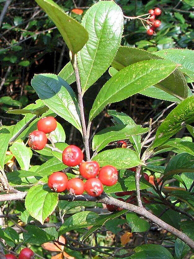 Plancia ëd Aronia arbutifolia (L.) Pers.