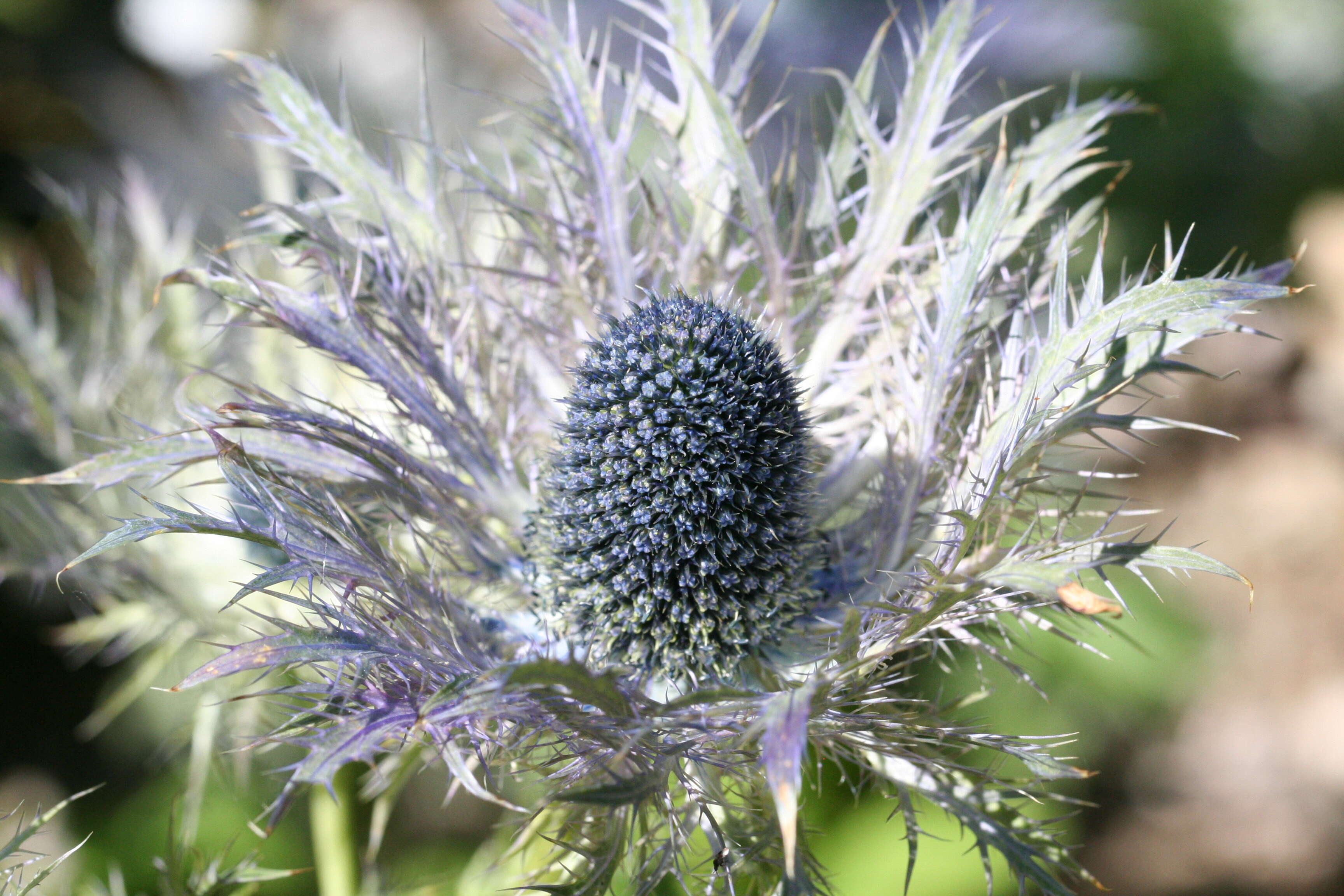 Eryngium alpinum L. resmi