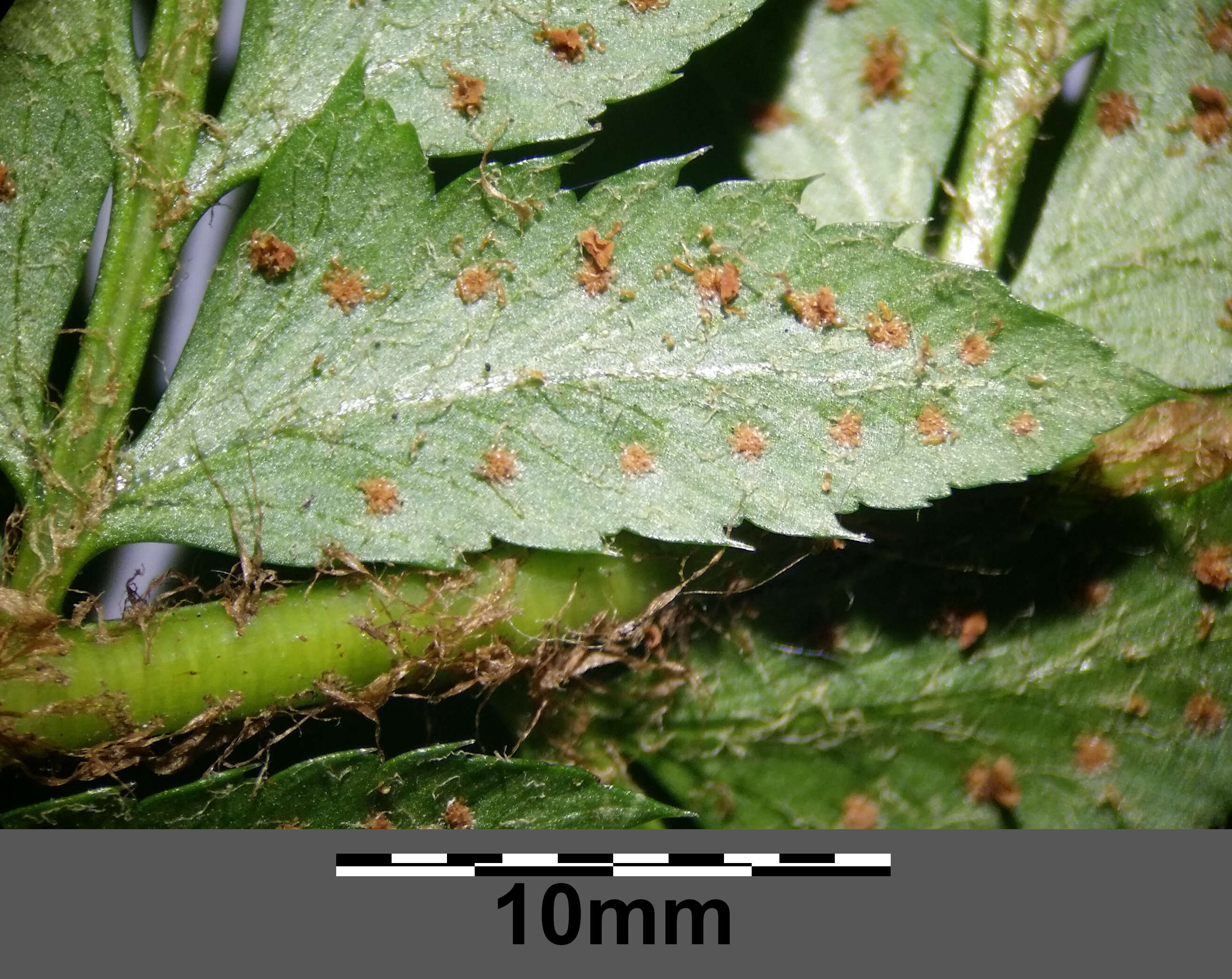 Image of hard shield-fern