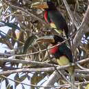 Image of Brown-mandibled Aracari