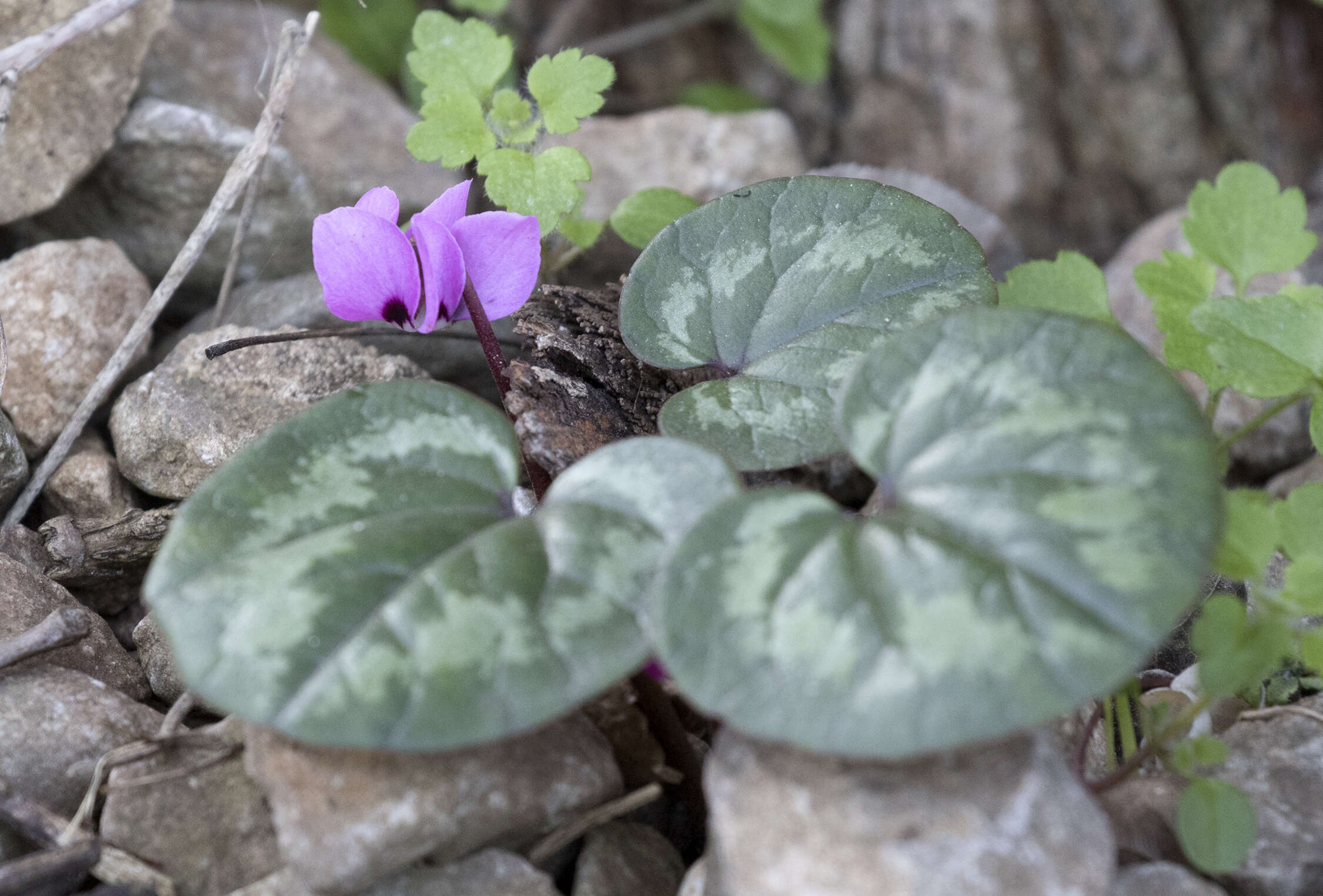 Image of Cyclamen coum Miller