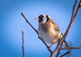 Image of European Goldfinch