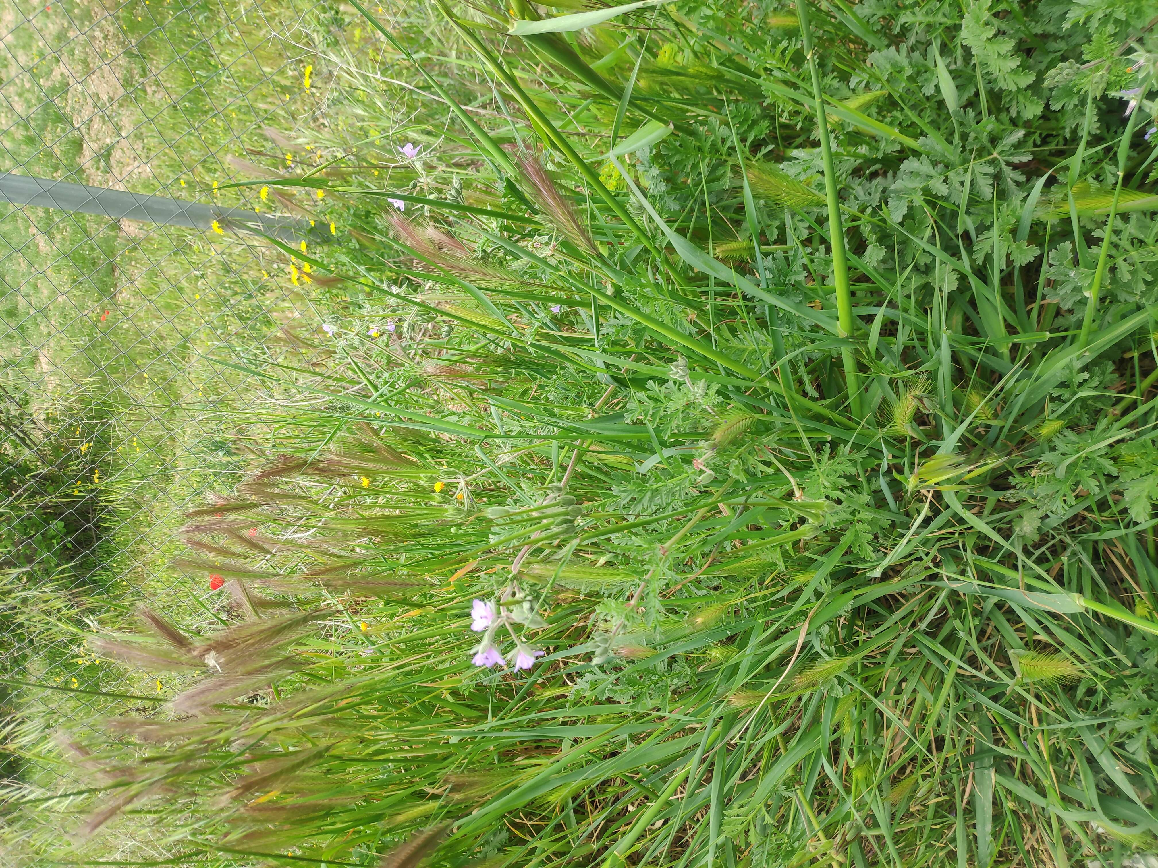 Image of Common Stork's-bill