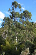 Image of grand eucalyptus