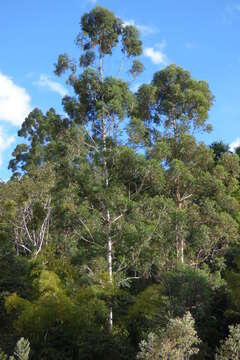 Eucalyptus grandis W. Hill ex Maiden resmi