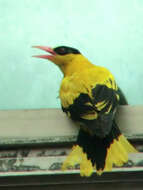 Image of Black-naped Oriole