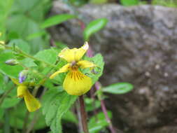 Image of arctic yellow violet