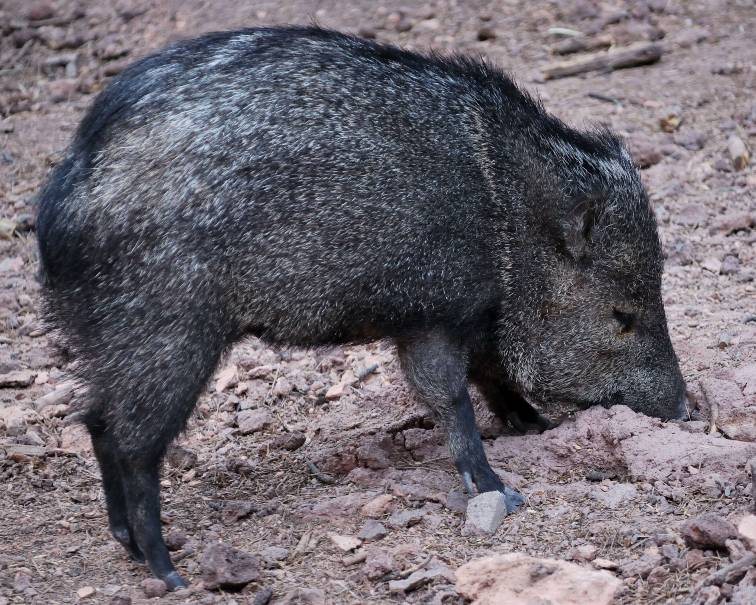 Image of peccaries