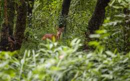 Image of Barking Deer