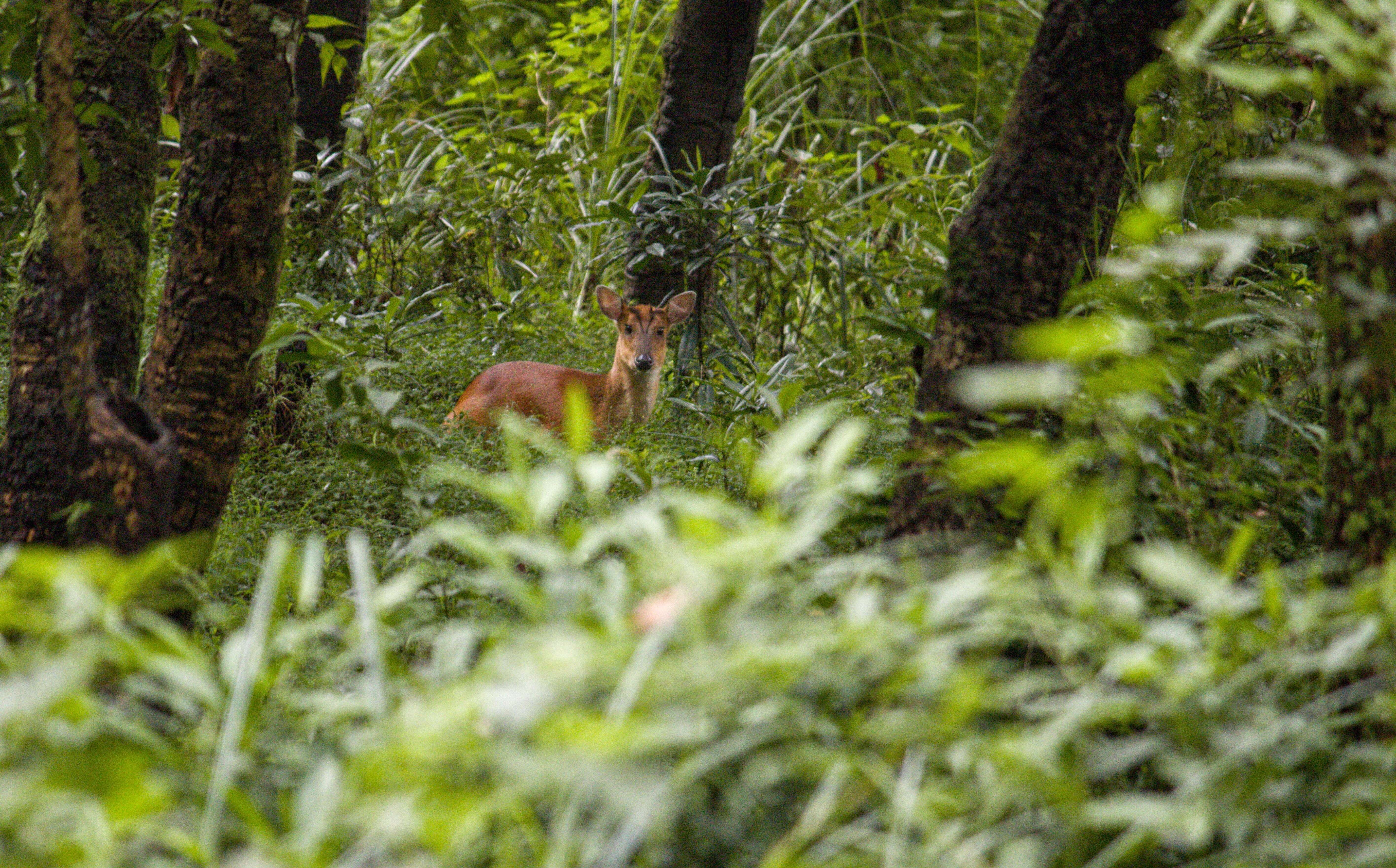 Image of Barking Deer