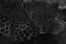 Image of Leopard