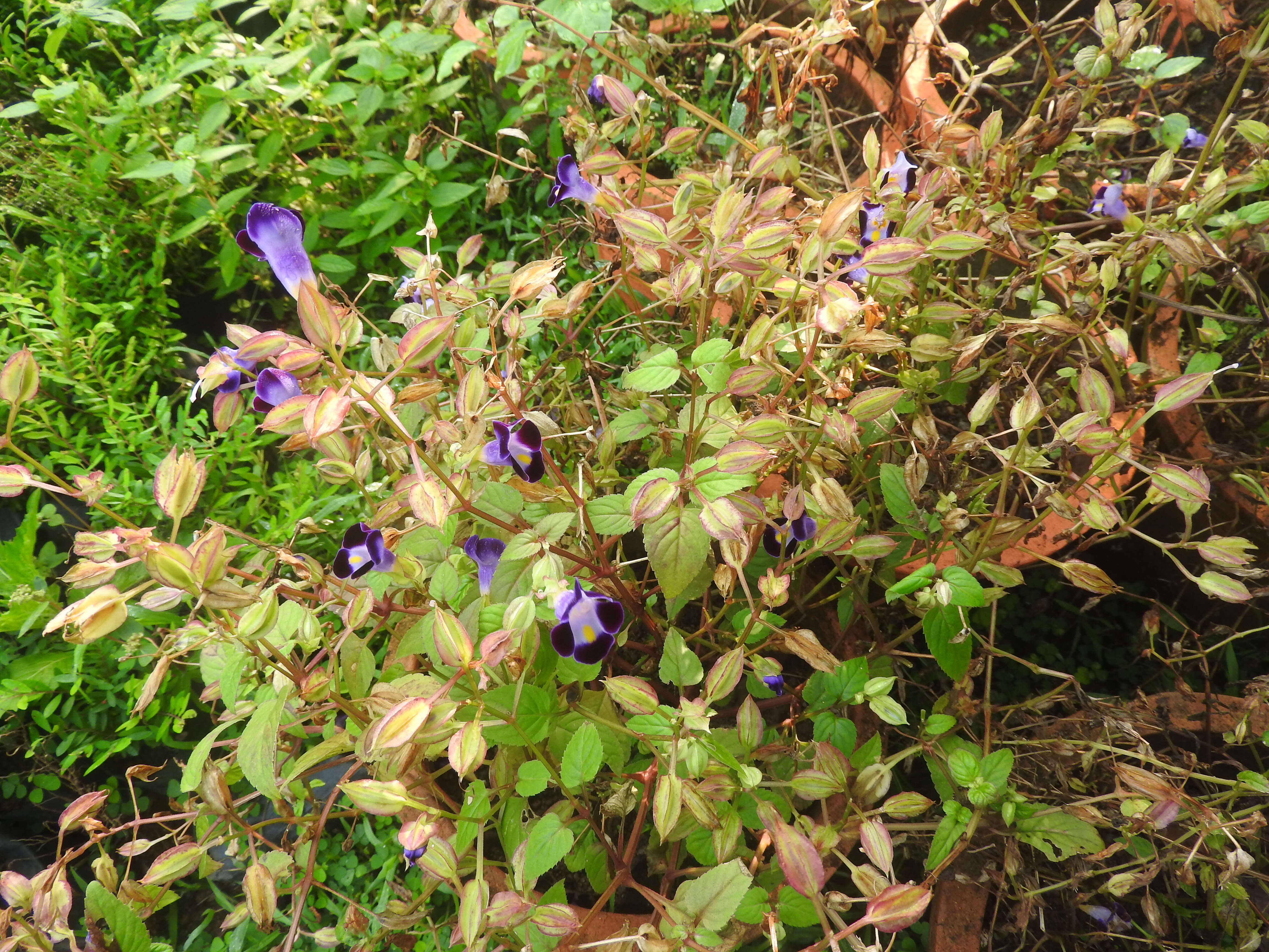 Image de Torenia fournieri Linden ex E. Fourn.