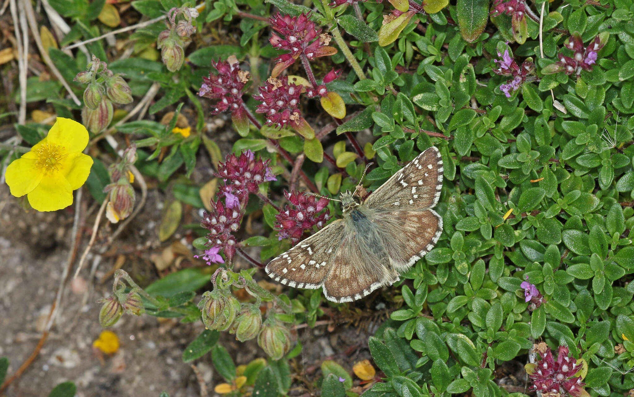 Image of large grizzled skipper