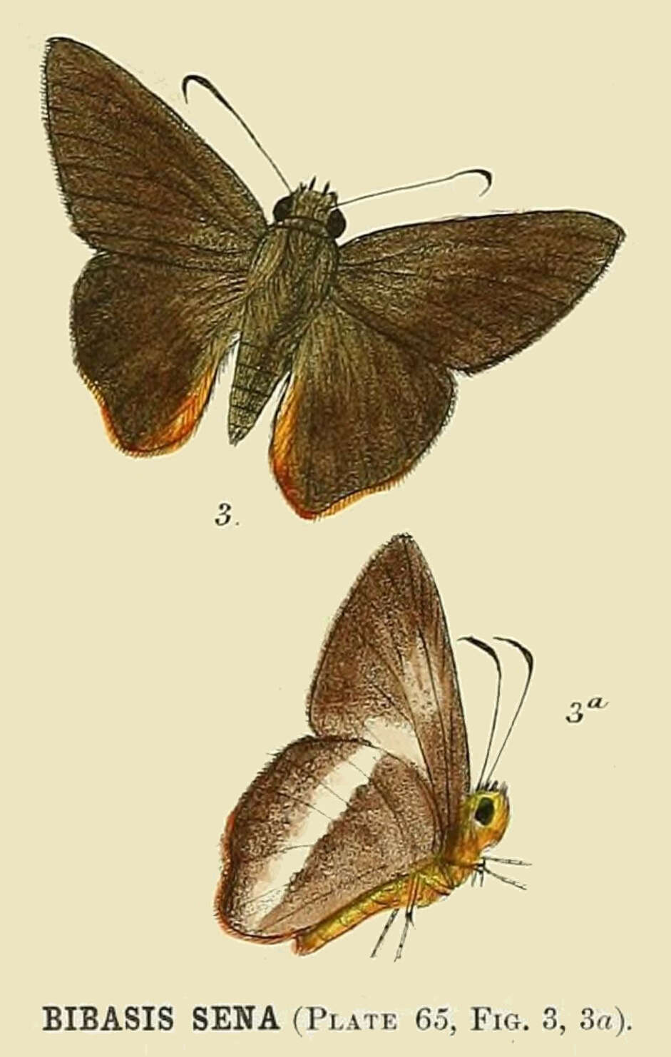 Image of Bibasis sena Moore 1865