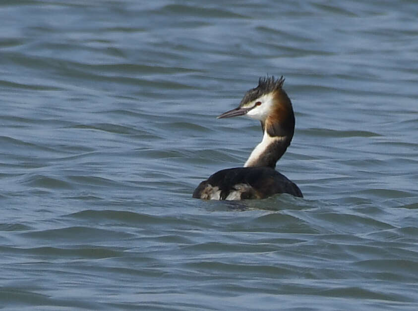 Image of Podiceps Latham 1787