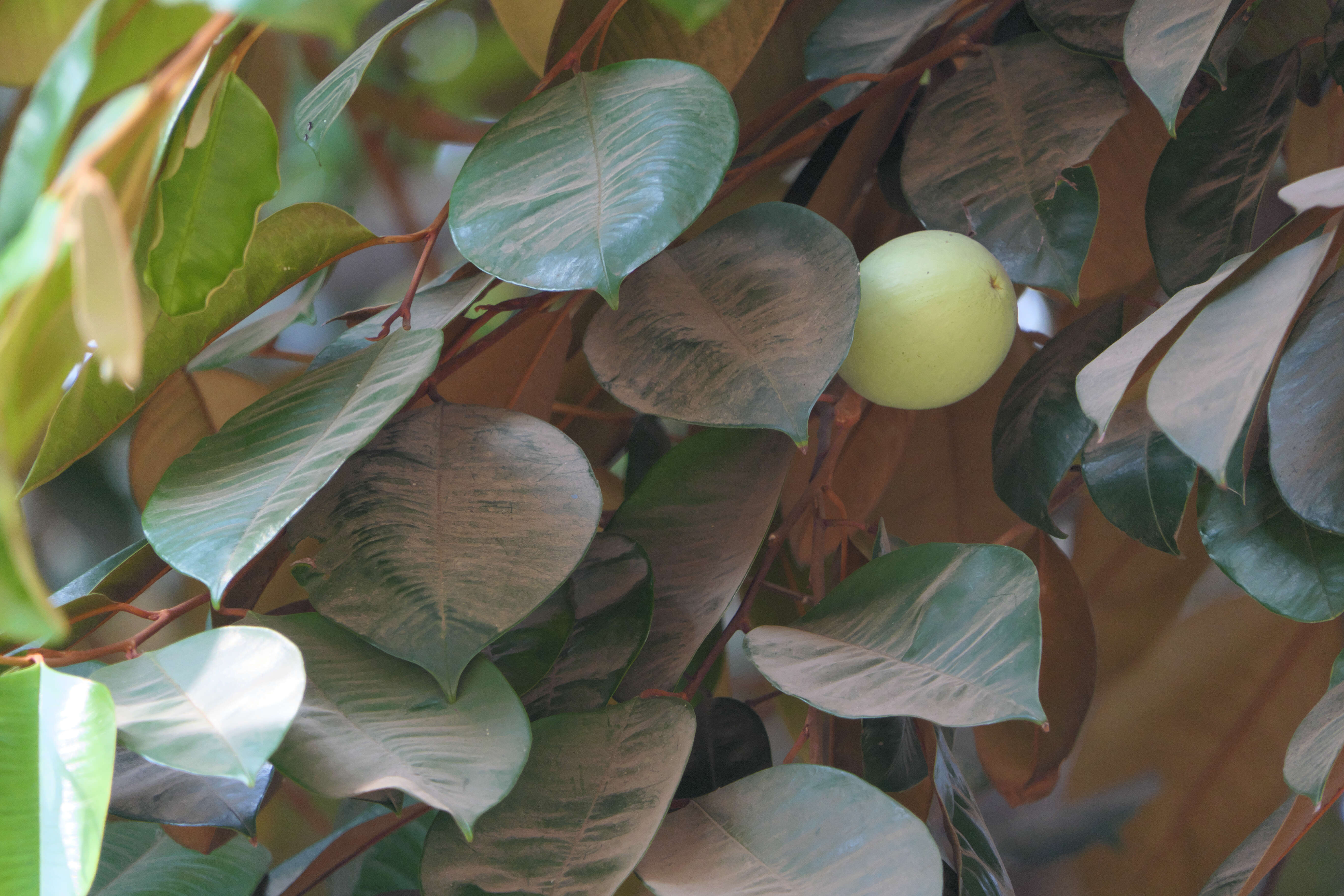 Image of star apple