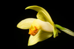 Image of Phaius flavus (Blume) Lindl.