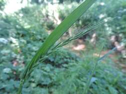 Image of bearded couch-grass