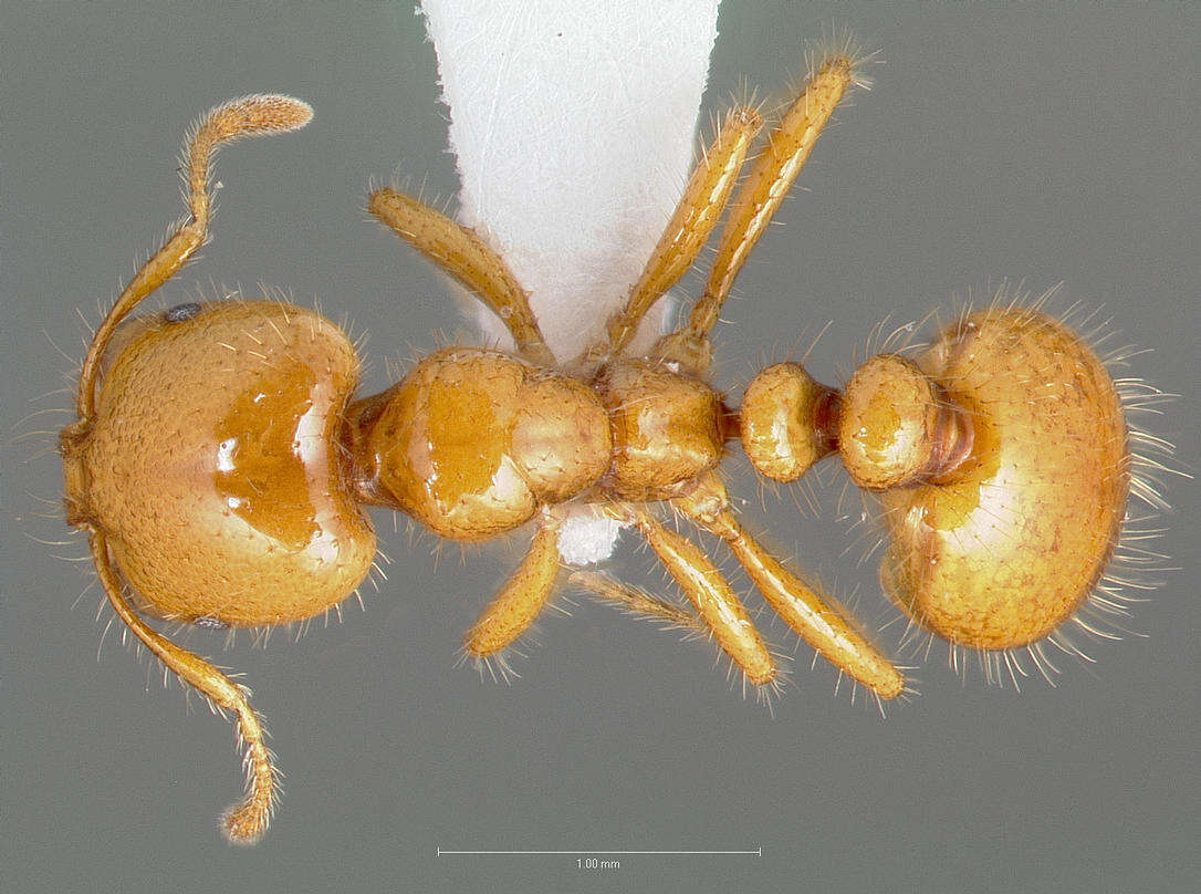 Image of Desert Fire Ant